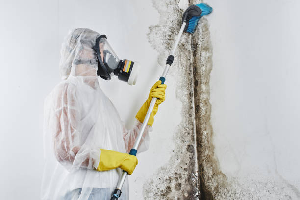 Best Mold Damage Repair  in South Patrick Shores, FL