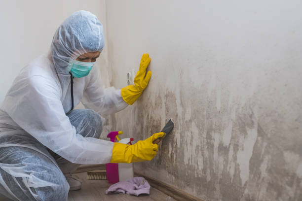 Best Fast Mold Removal  in South Patrick Shores, FL