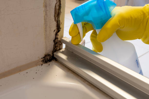 Best Mold Testing  in South Patrick Shores, FL