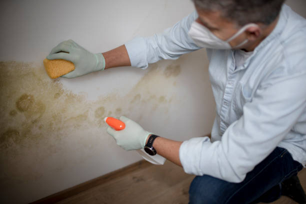 Best Best Mold Removal Companies  in South Patrick Shores, FL