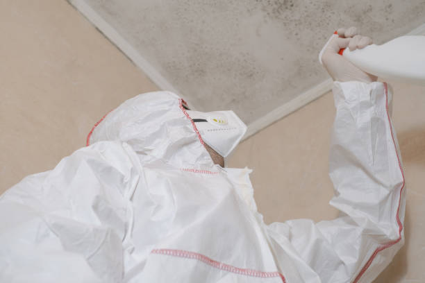 Best Fast Mold Removal  in South Patrick Shores, FL