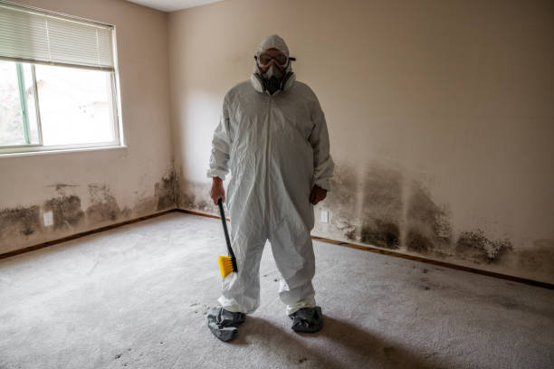 Professional Mold Removal in South Patrick Shores, FL