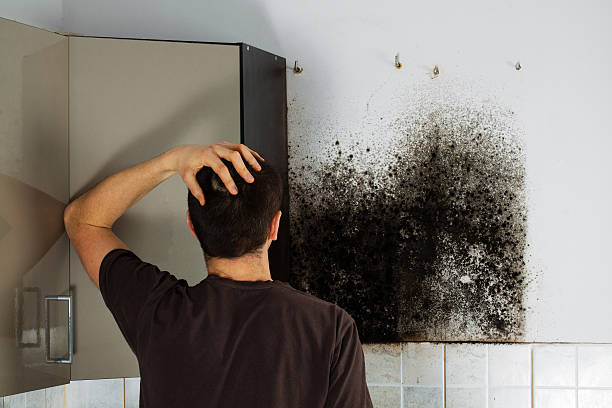 Mold Removal and Inspection in South Patrick Shores, FL